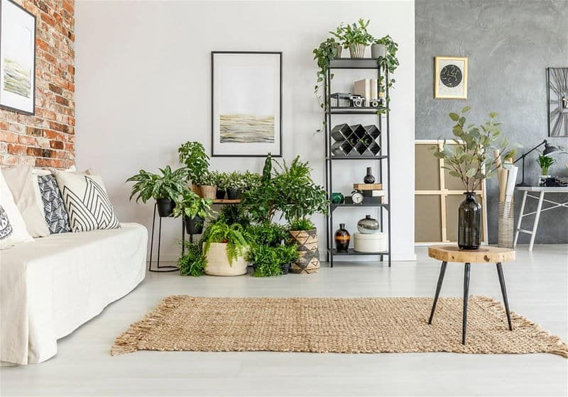 decoração com plantas na sala