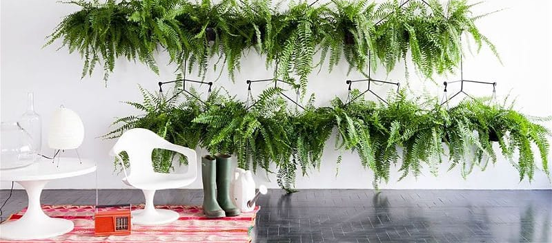 Decoração com plantas na sala: o guia completo para acertar na escolha