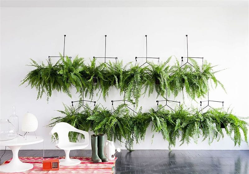 decoração com plantas na sala