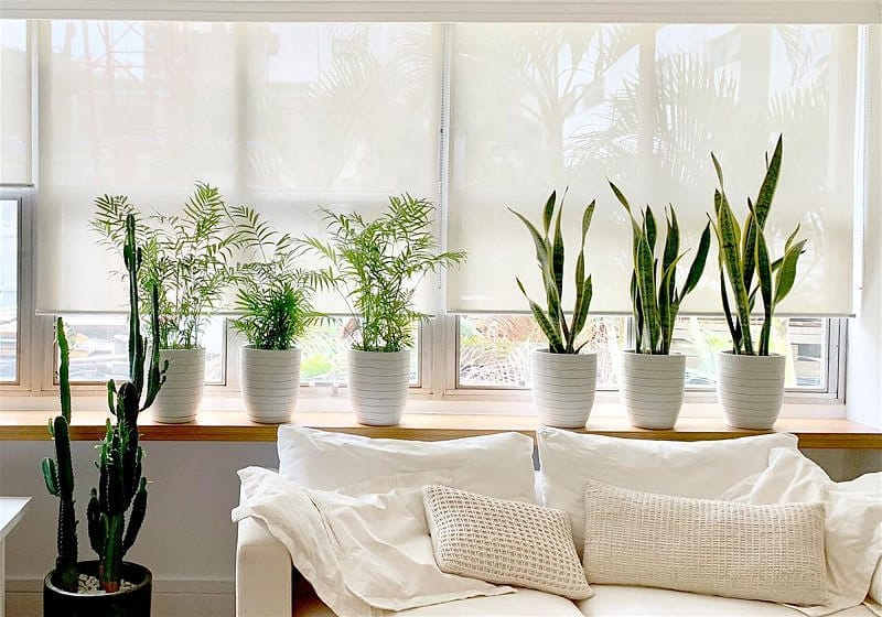 decoração com plantas na sala