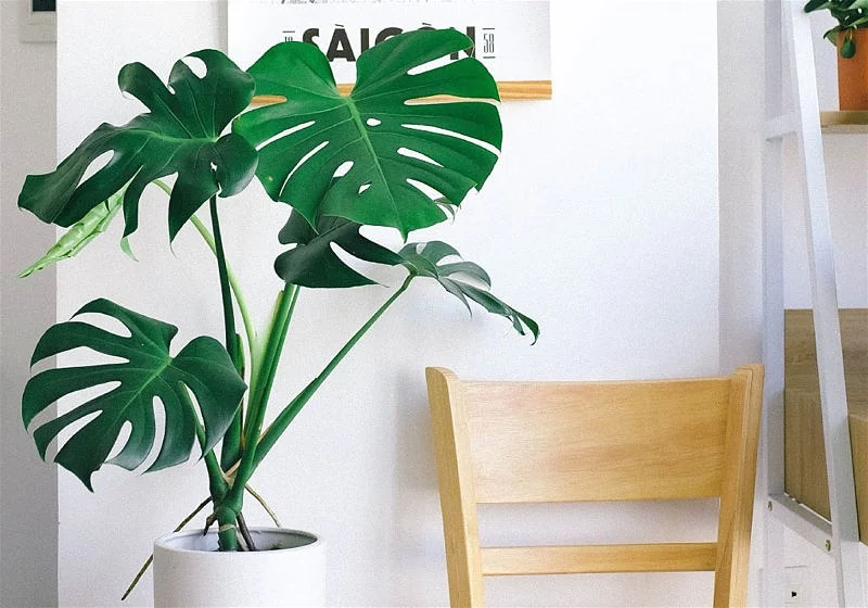 decoração com plantas na sala