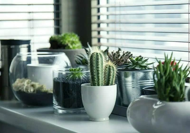 decoração com plantas na sala