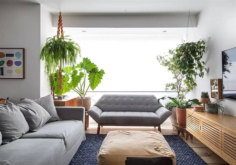 decoração com plantas na sala